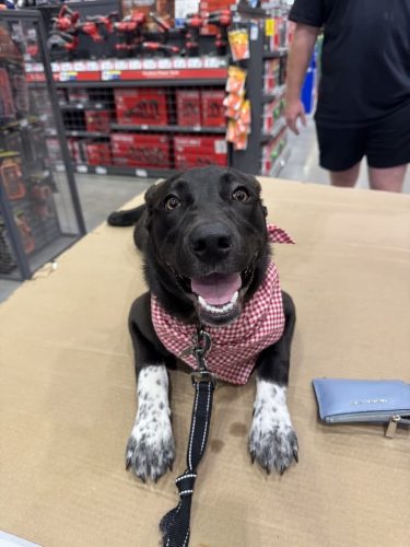 Dog-Training-Tulsa-478