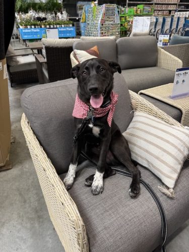 Dog-Training-Tulsa-480