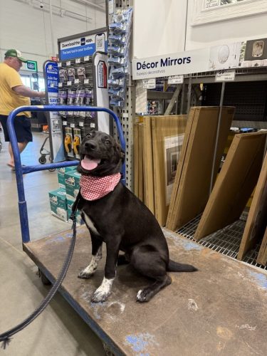 Dog-Training-Tulsa-486