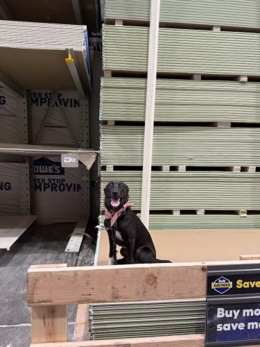 Dog-Training-Tulsa-488