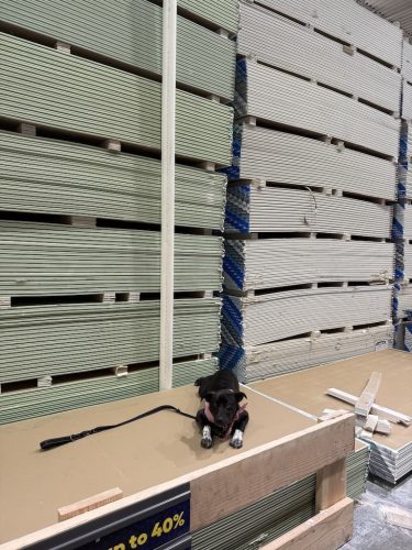 Dog-Training-Tulsa-489