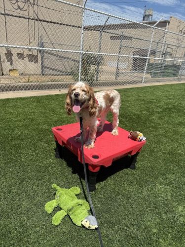 Dog-Training-Tulsa-491