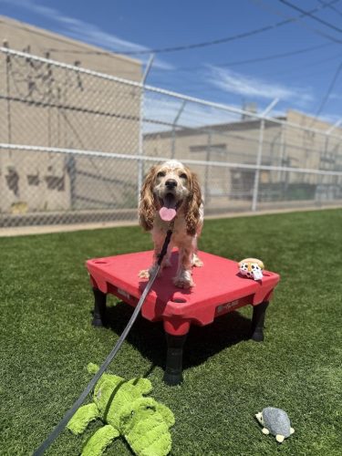 Dog-Training-Tulsa-492