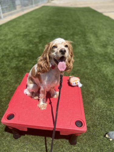 Dog-Training-Tulsa-493