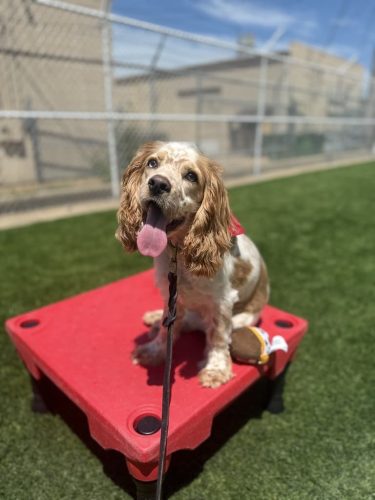 Dog-Training-Tulsa-494