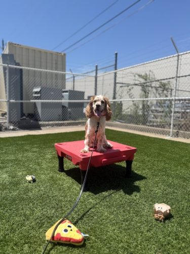 Dog-Training-Tulsa-495