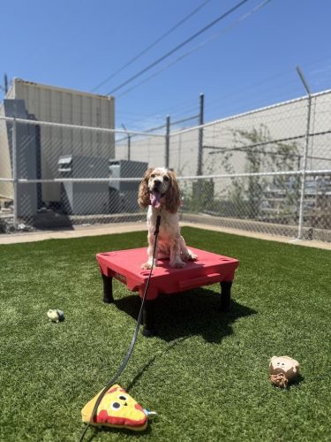 Dog-Training-Tulsa-496