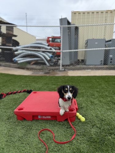 Dog-Training-Tulsa-497