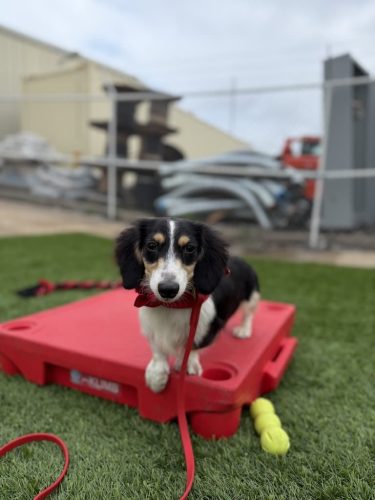 Dog-Training-Tulsa-498