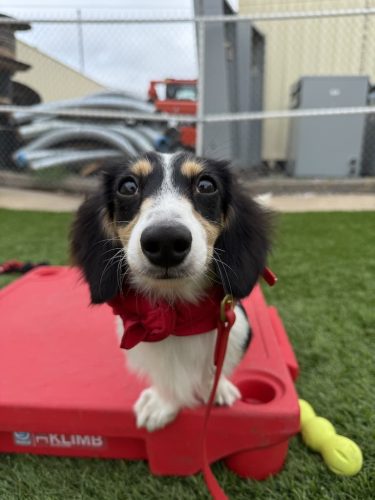 Dog-Training-Tulsa-499