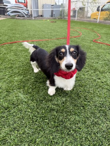 Dog-Training-Tulsa-500