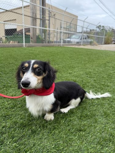 Dog-Training-Tulsa-501