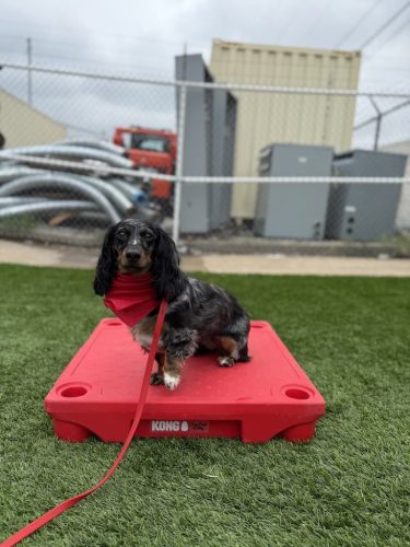 Dog-Training-Tulsa-503