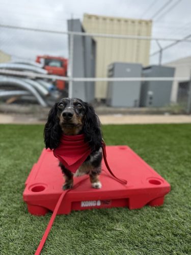 Dog-Training-Tulsa-504