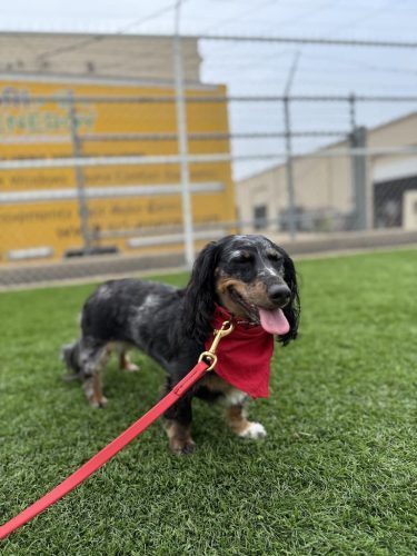 Dog-Training-Tulsa-506