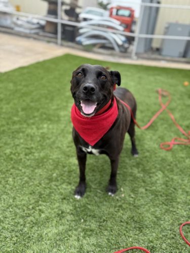 Dog-Training-Tulsa-510