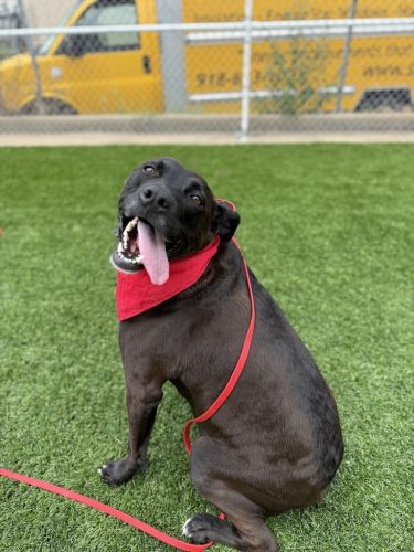 Dog-Training-Tulsa-511