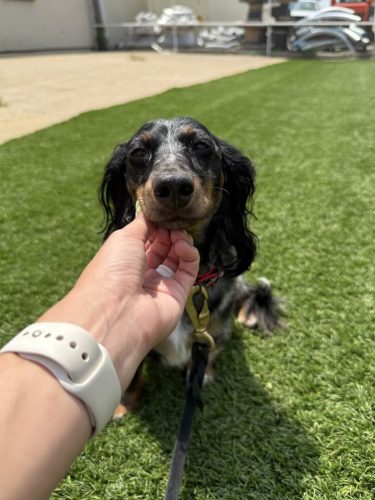 Dog-Training-Tulsa-513