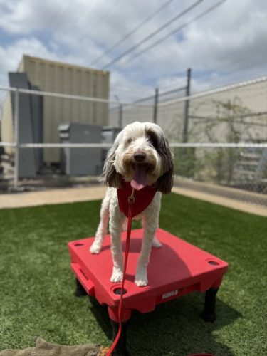 Dog-Training-Tulsa-543