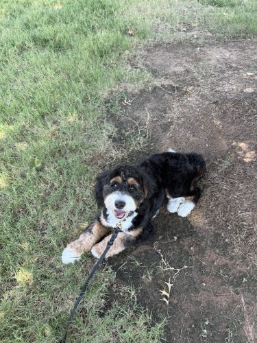 Dog-Training-Tulsa-544