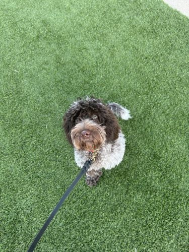 Dog-Training-Tulsa-546