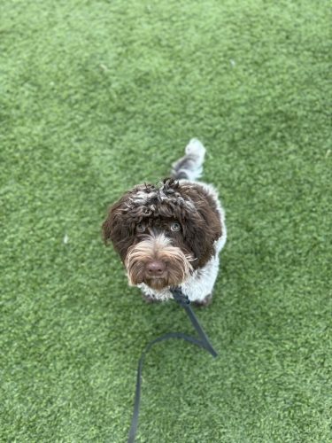 Dog-Training-Tulsa-547