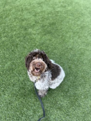 Dog-Training-Tulsa-548