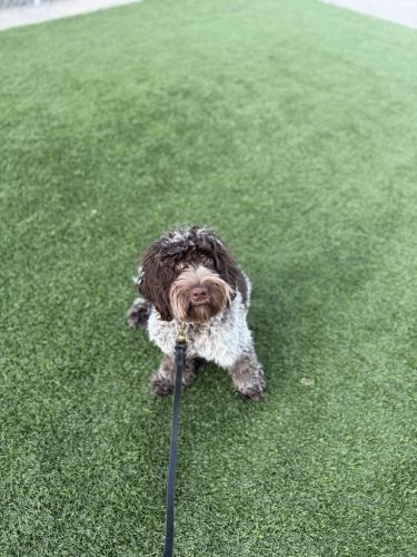 Dog-Training-Tulsa-549
