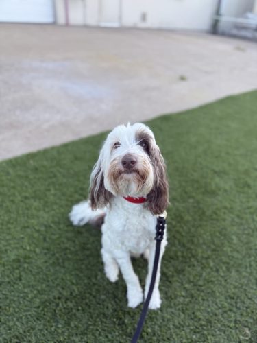Dog-Training-Tulsa-550