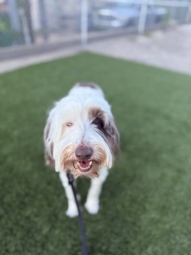 Dog-Training-Tulsa-551