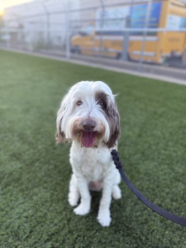Dog-Training-Tulsa-552