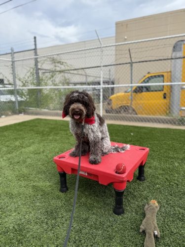 Dog-Training-Tulsa-553