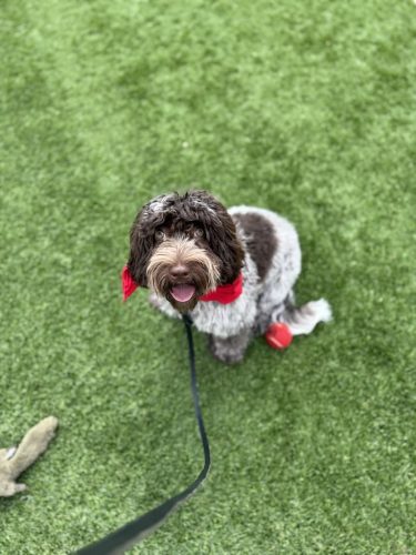 Dog-Training-Tulsa-554