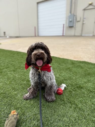 Dog-Training-Tulsa-555