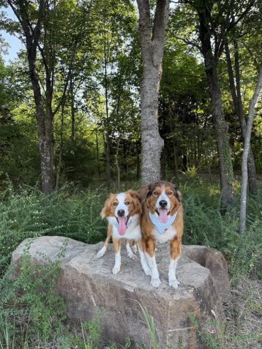 Dog-Training-Tulsa-557