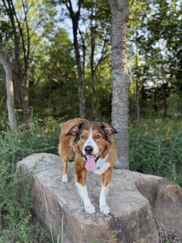 Dog-Training-Tulsa-558