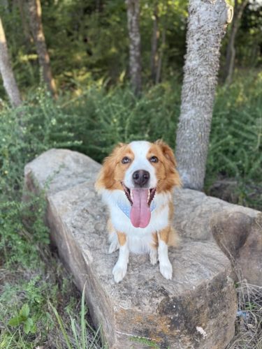 Dog-Training-Tulsa-559