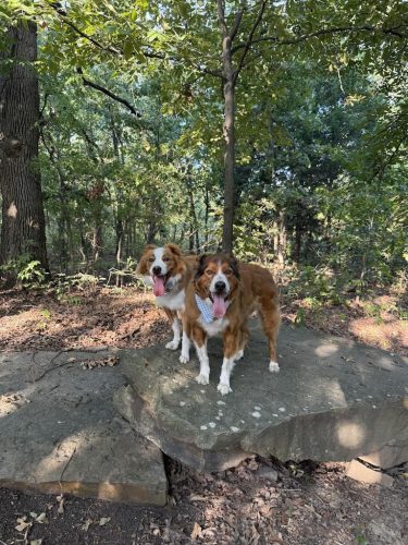 Dog-Training-Tulsa-560