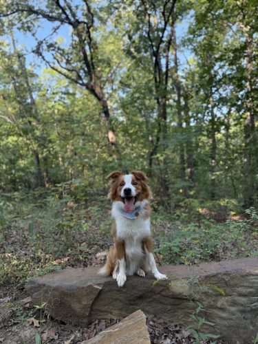 Dog-Training-Tulsa-562