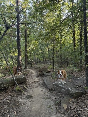 Dog-Training-Tulsa-563