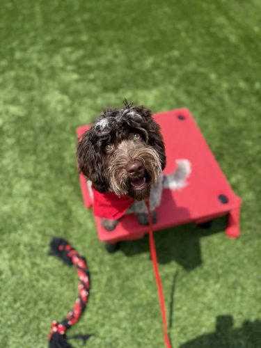 Dog-Training-Tulsa-62