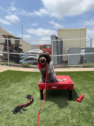 Dog-Training-Tulsa-63