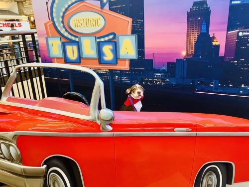 Dog-Training-Tulsa-64