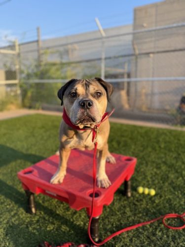 Dog-Training-Tulsa-65