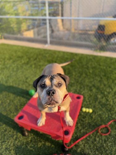 Dog-Training-Tulsa-66