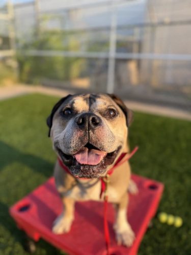 Dog-Training-Tulsa-67