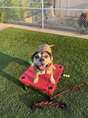 Dog-Training-Tulsa-68