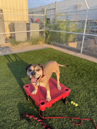 Dog-Training-Tulsa-69