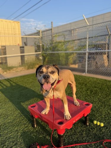 Dog-Training-Tulsa-70