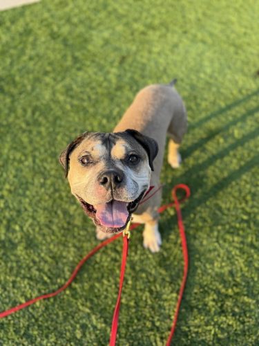 Dog-Training-Tulsa-71